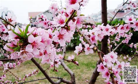 有桃花意思|桃花的寓意和象征意义是什么